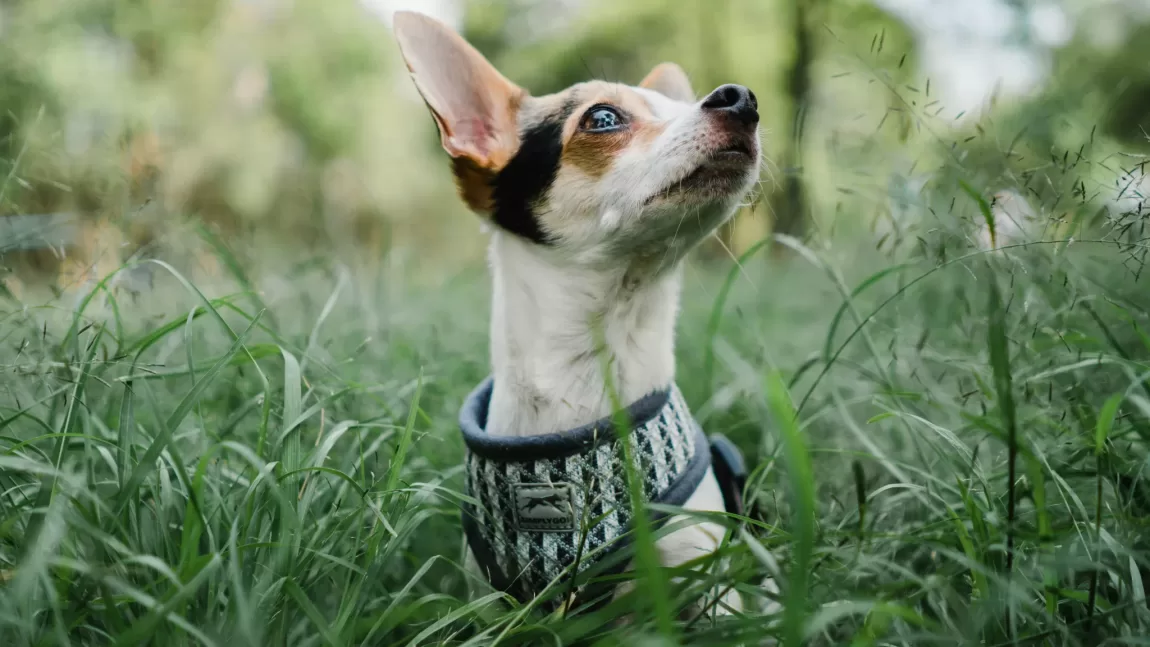 Protegendo Seu Pet: A Importância da Vacinação Anual