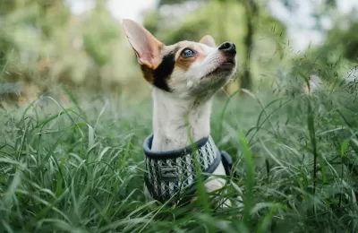 Protegendo Seu Pet: A Importância da Vacinação Anual