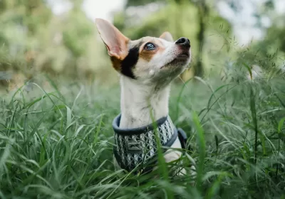 Protegendo Seu Pet: A Importância da Vacinação Anual